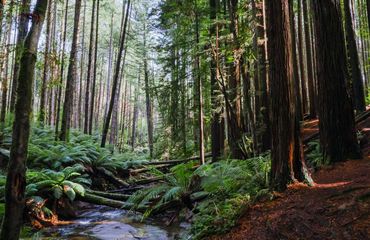 Forest scene