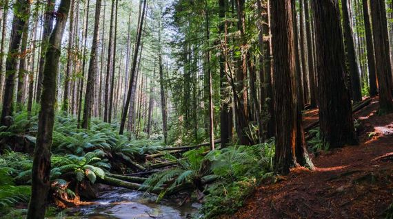 Visit this impressive grove of towering Californian redwoods