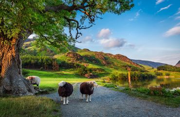 Two sheep by a tree in the hills