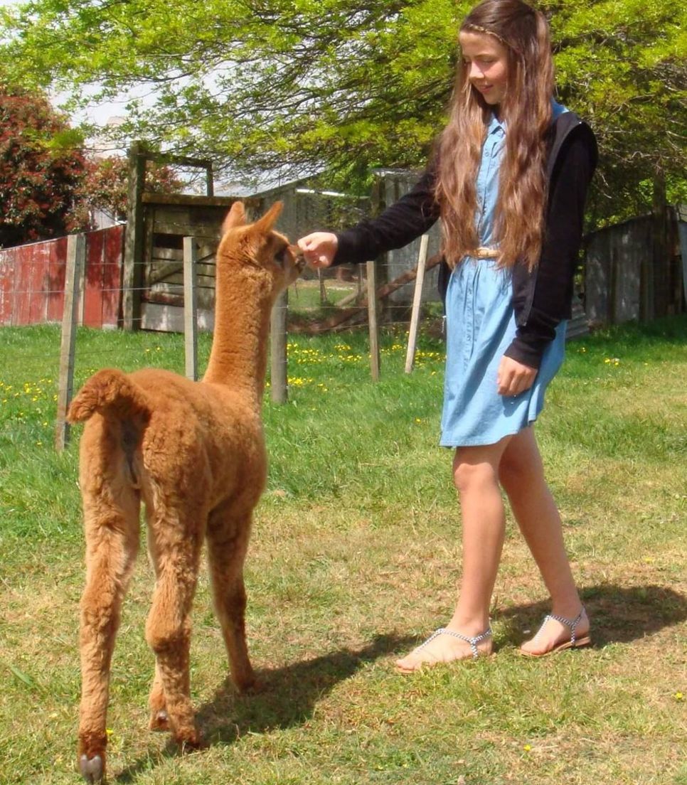 Pedal through the countryside and meet the adorable alpacas along the way