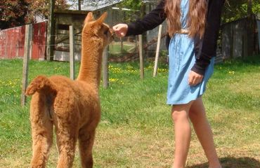 Girl feeding an alpaca