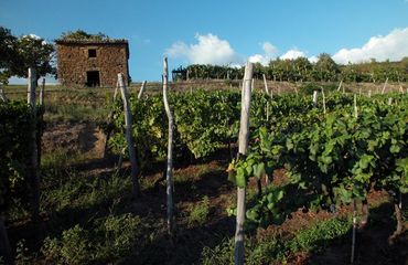 Istrian vineyard
