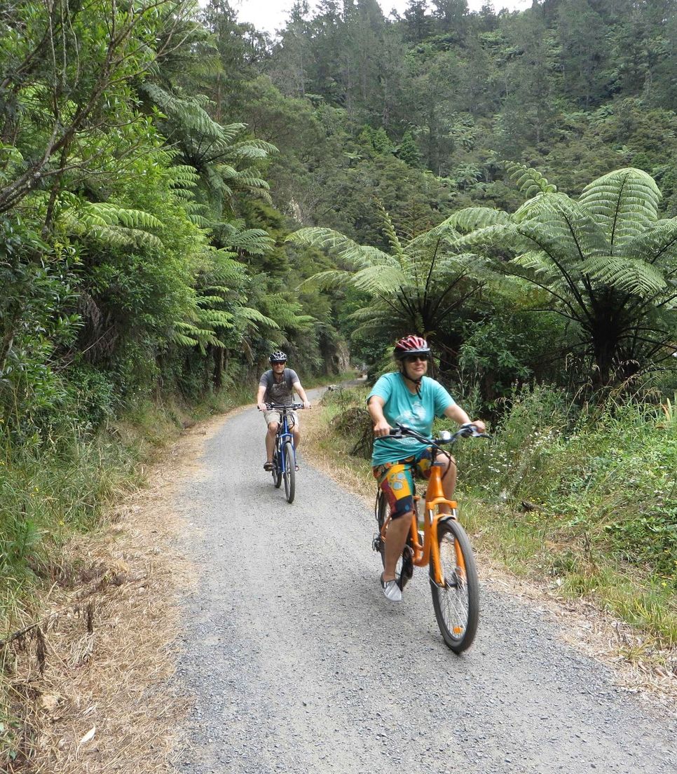 An iconic part of New Zealand’s landscape, cycle beneath lush fern canopies