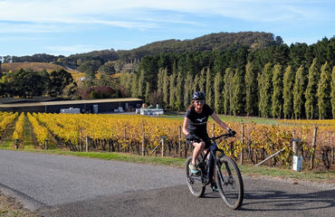 Cyclist riding a road along a vineyard
