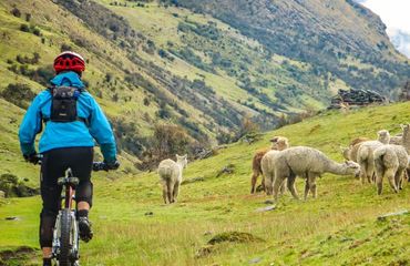 Cyclist looking at herd of llamas and alpacas