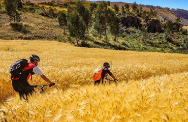 Cyclists riding in grain fields
