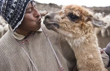 Peruvian man pretending to kiss a llama