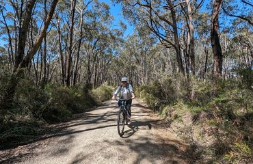 Cyclist riding through trees