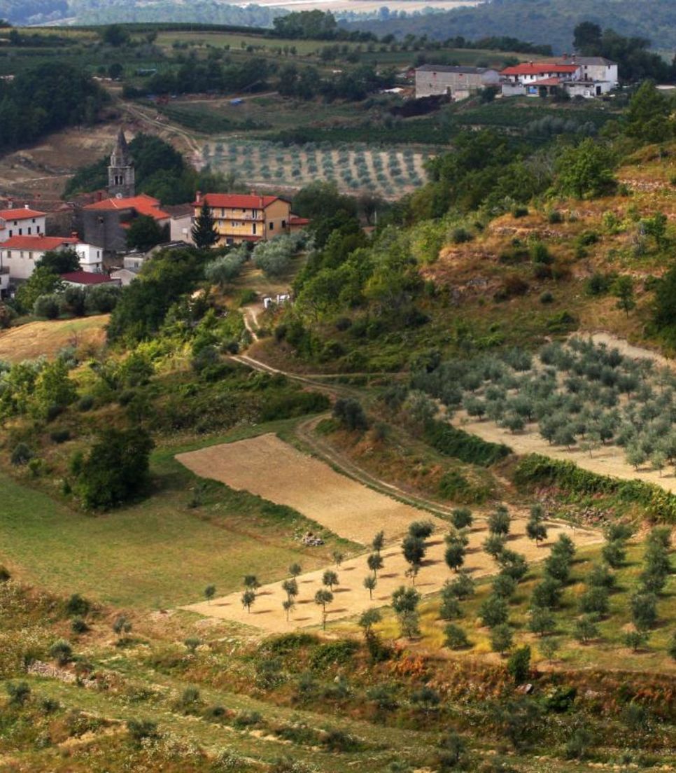 Find out how olive oil is made and have a taste too