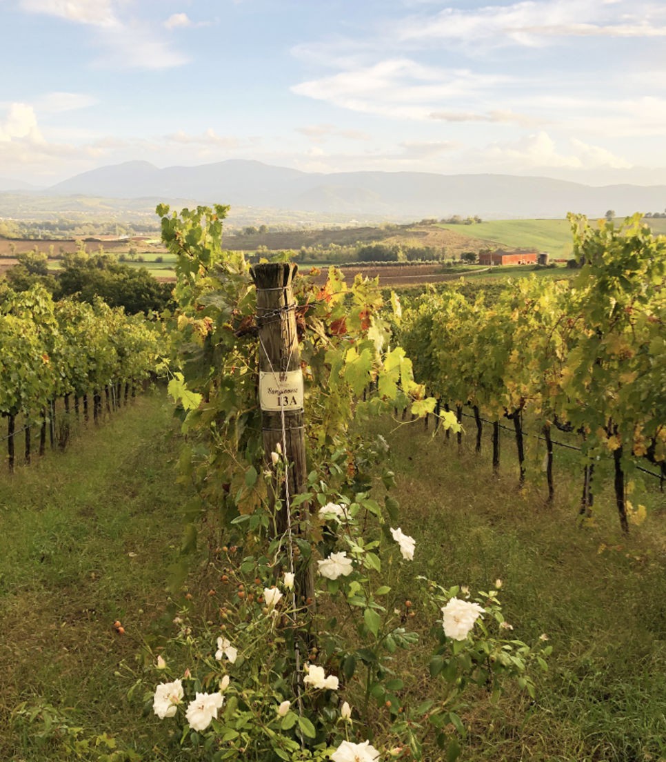 Take in the beautiful vineyards and rolling countryside of central Italy as you cycle from Florence towards Rome.