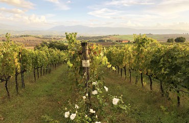 Row of grapes in a vineyard