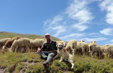 Montenegrin with dog and sheep