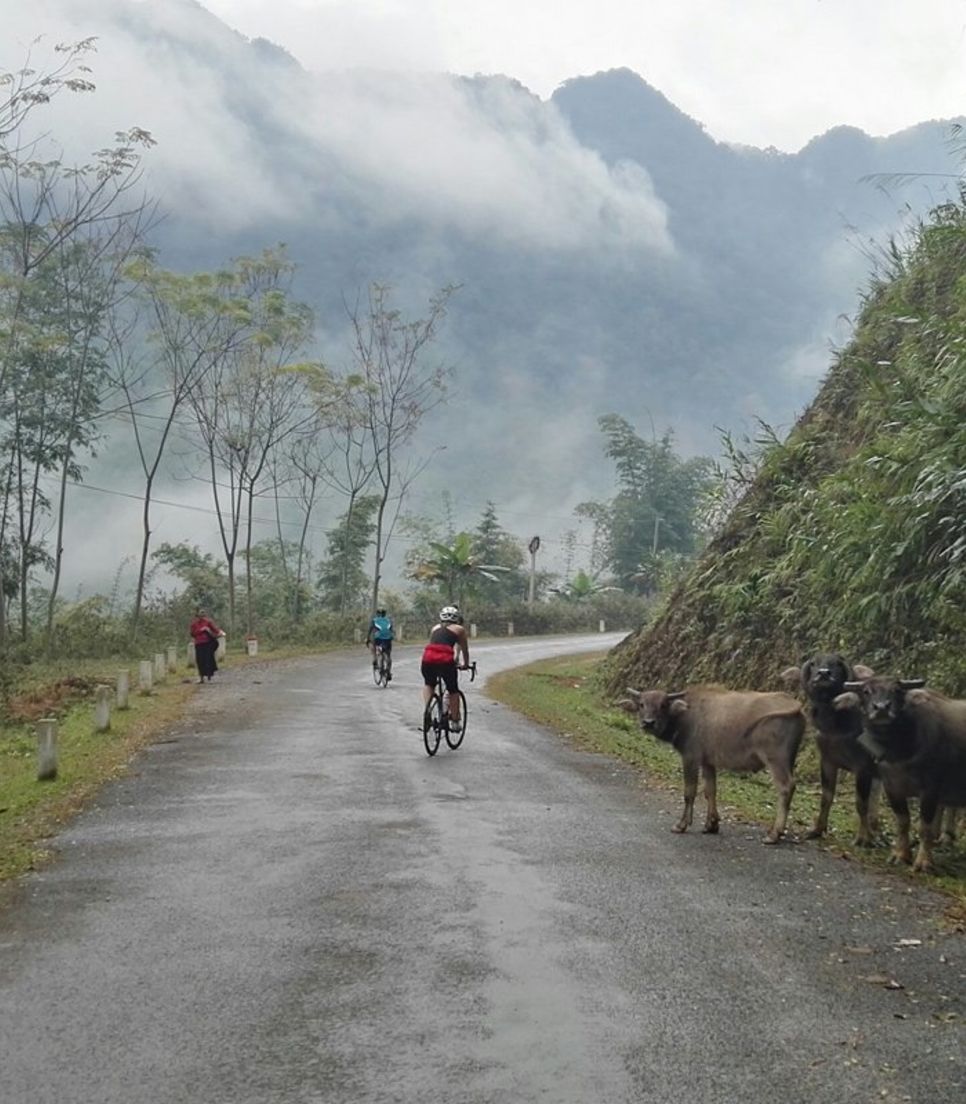 The Ho Chi Minh Highway's smooth tarmac roads make it a pleasure to ride on, and the cows love it too!