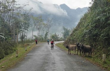Cyclists on misty mountain road with cows