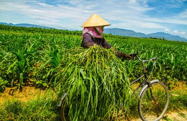 Vietname using bike to transort produce