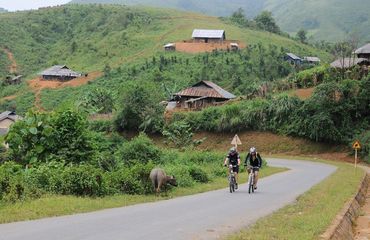 Cyclists pedalling up a lush hill with cattle on side of road