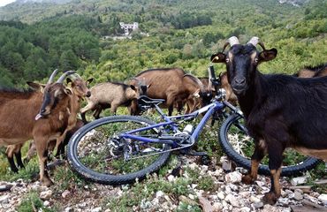 Mountain goats crowded around a resting bike