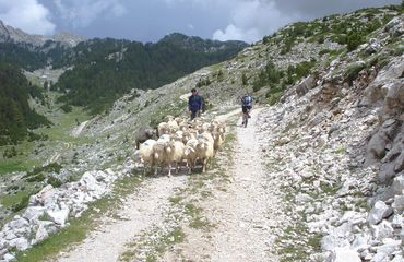 Cyclist riding up a hilly track with sheep and farmer coming down