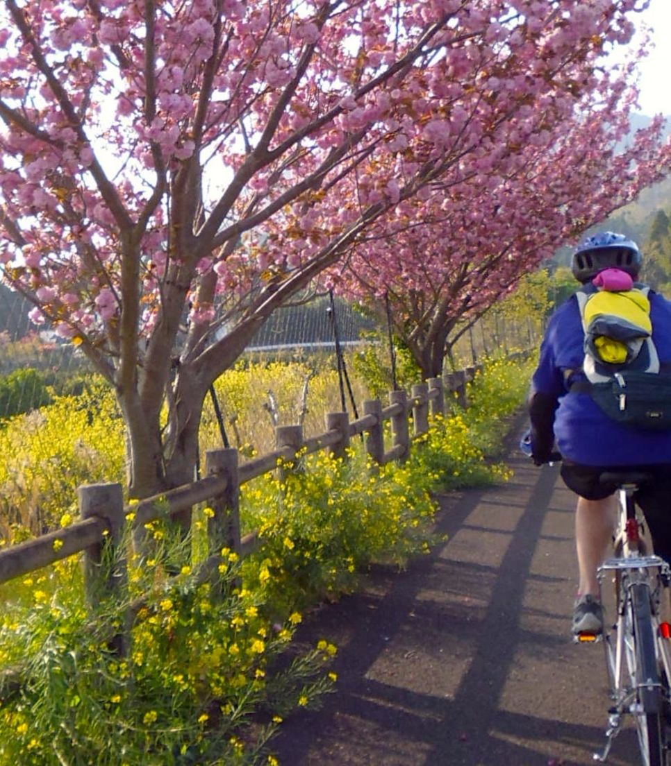 When in season, ride past the revered Sakura blossoms