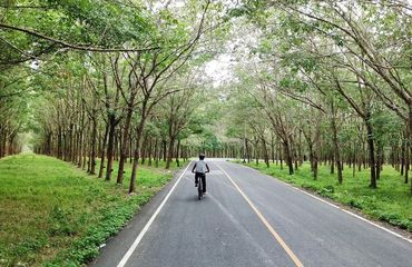 Back of cyclist riding down tree lined road