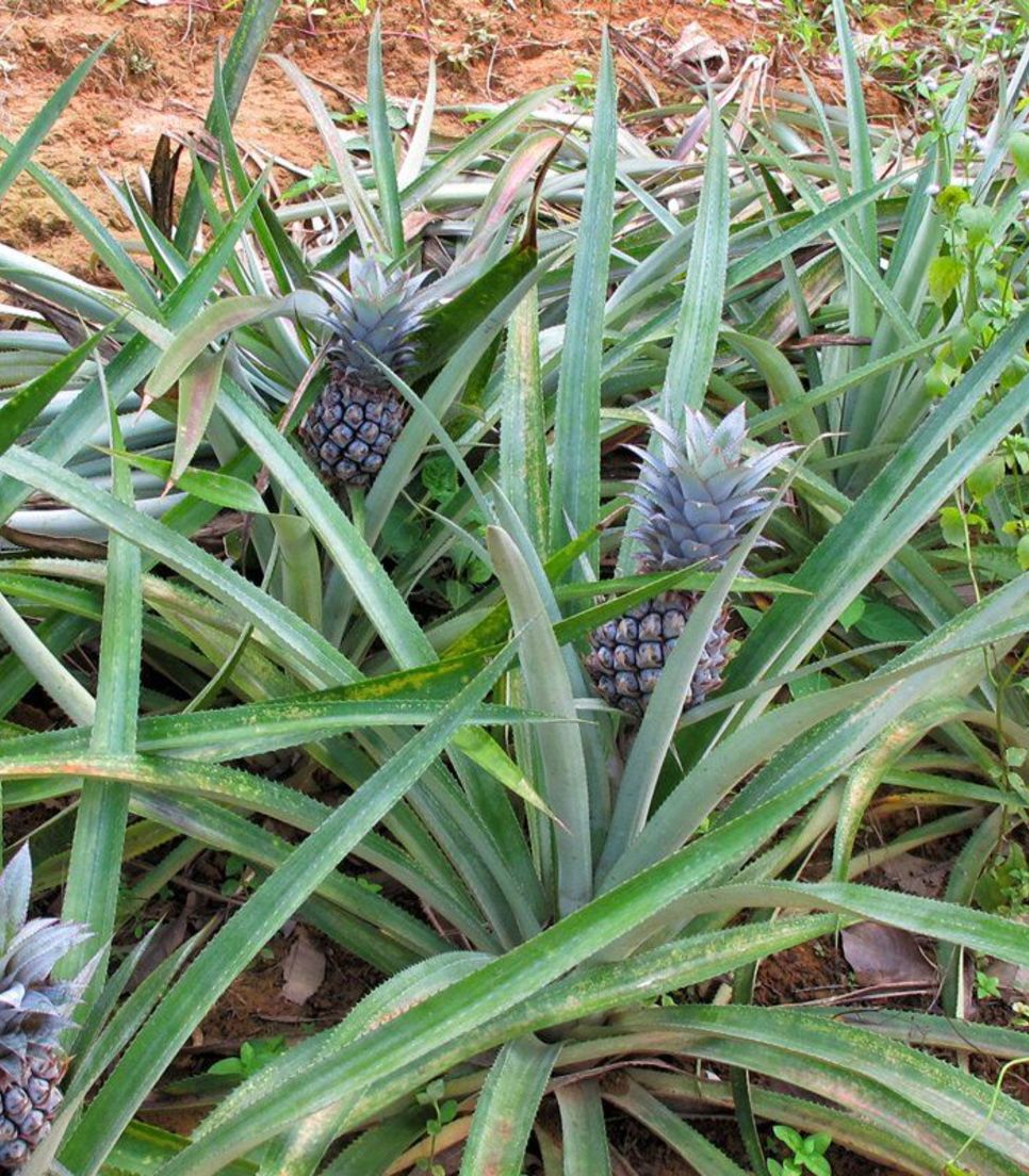 Observe the native pineapple, a staple grown in abundance here in Phuket