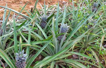 Pineapples growing in the ground