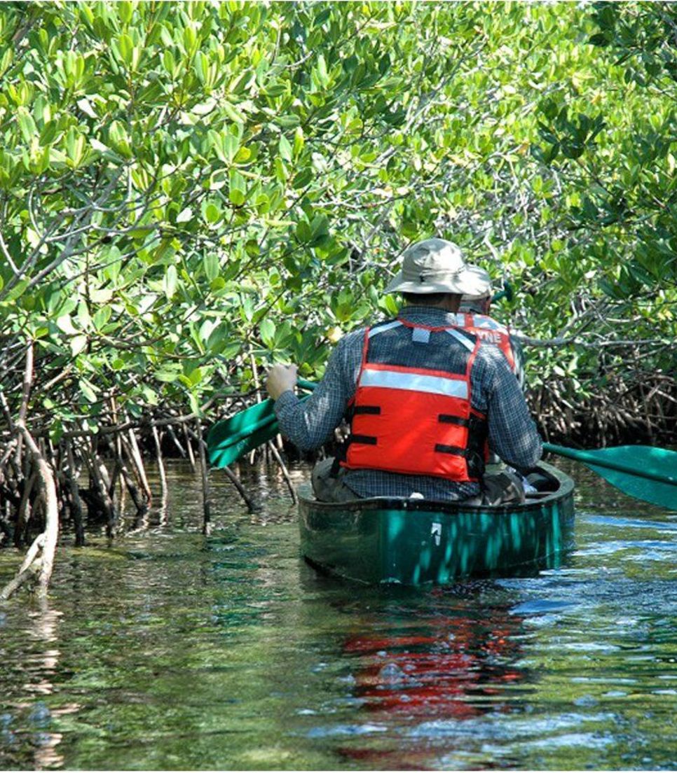 Gracefully paddle through the lush vegetation and mangroves, looking out for red crabs as you go