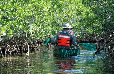 Kayak from behind, going through mangroves