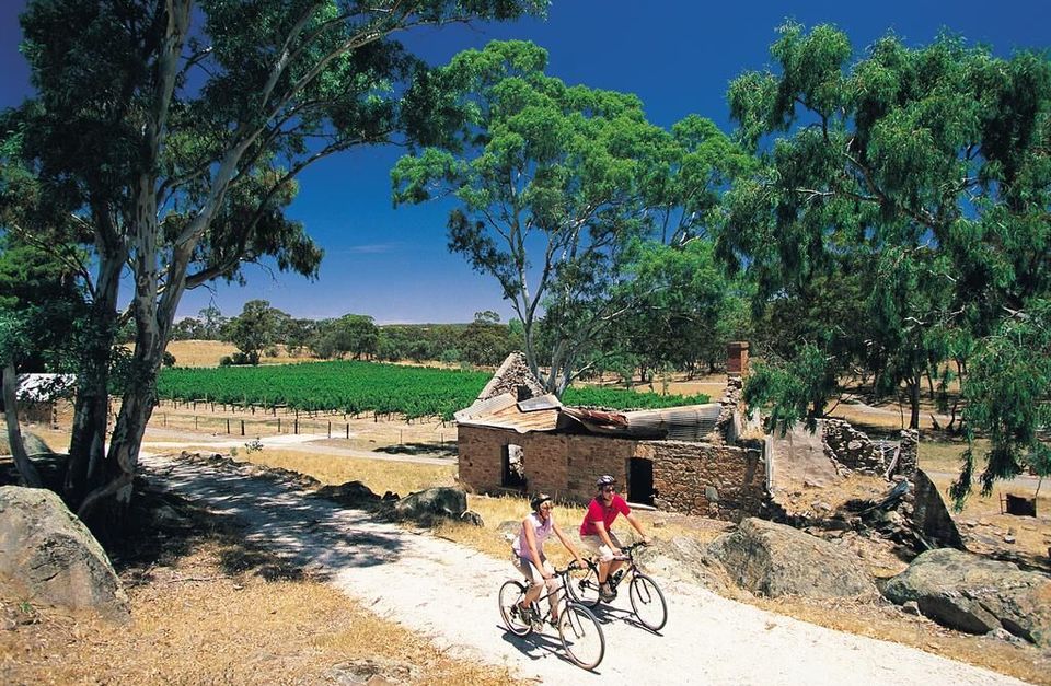 Tour de South Australia Vineyards