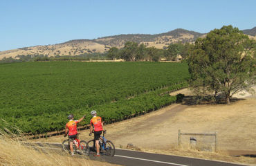 Cyclists stopped looking at views over vineyards