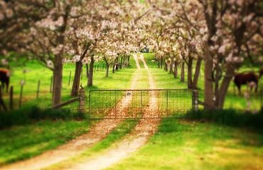 Country track with trees in blossom