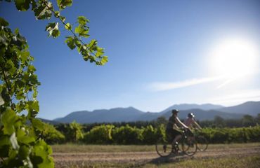 Couple of cyclists riding along a vineyard road