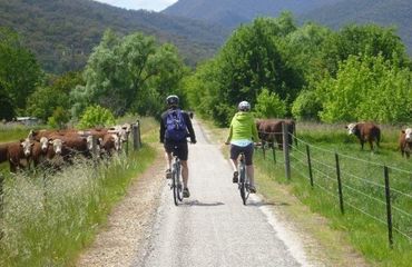 Cyclists from behind riding along flat track with cows on either side