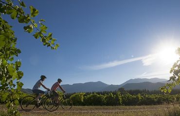 Cyclists from the side, riding along flat road with vineyards in background