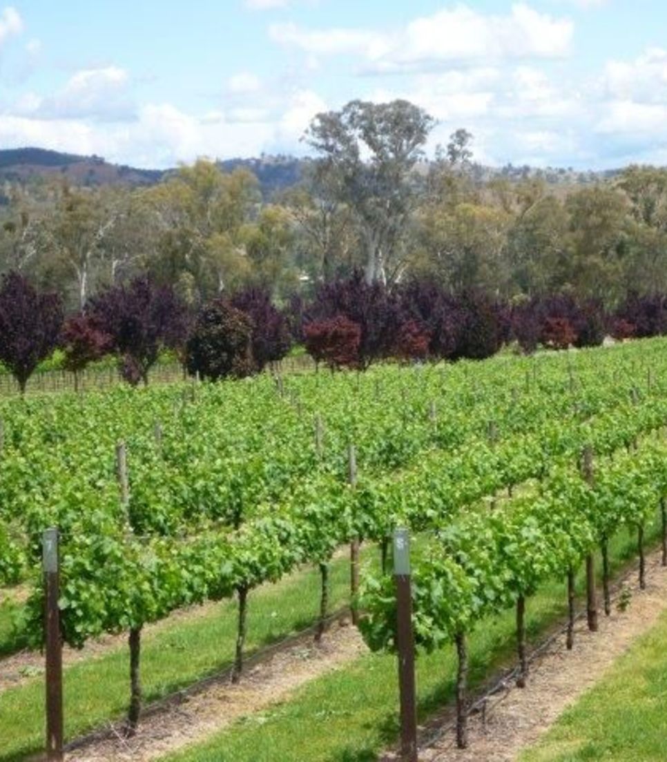 Immerse yourself in the natural splendour of your surroundings and sip your way around the wineries