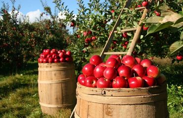 Barrels of red apples off the tree