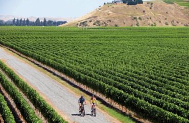 Extensive vineyards with cyclists riding through