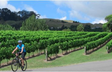 Cyclist riding past vineyard