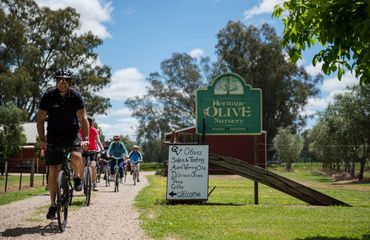 Cyclists riding out of Olive farm