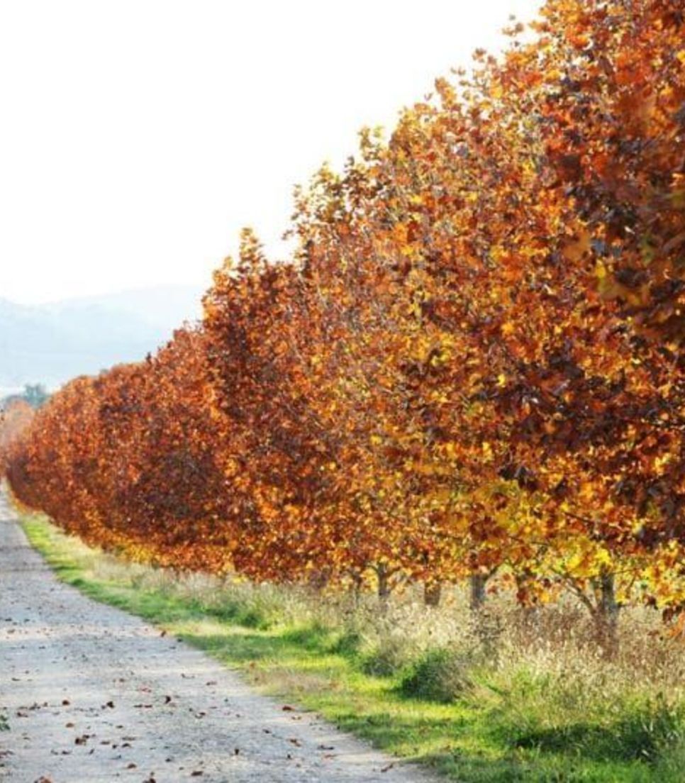 Enjoy the seasonal displays of colour and change as you cycle this lovely landscape