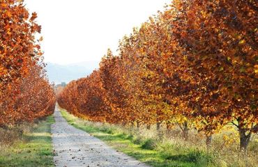 Autumnal colours on treelined path