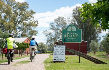 Cyclists riding into Olive farm