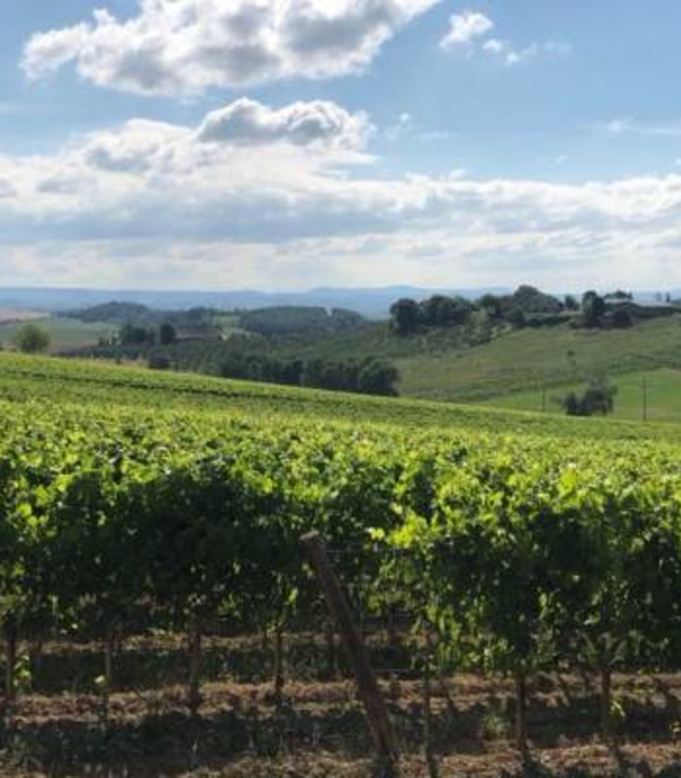 Experience these glorious Italian vineyards and sample the produce