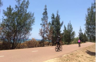 Cyclists riding along tree lined coast road