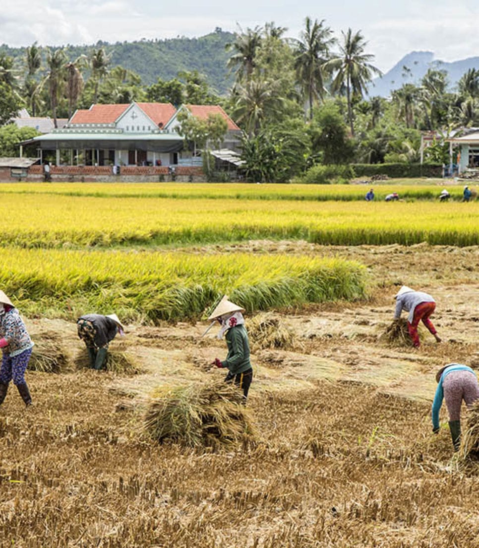 Cycle through picturesque rice fields and see how the Vietnamese food staple is grown
