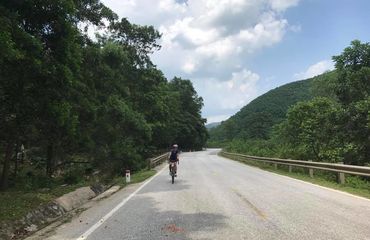 Cyclist riding along lush lined road
