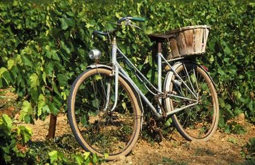 Bicycle leaning on vines