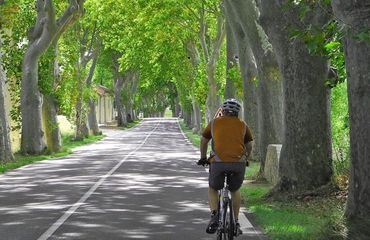Cyclist riding along tree-lined road