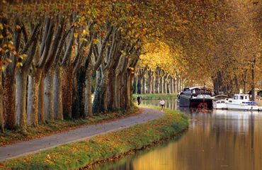Tree-lined canal path alongside boats on canal