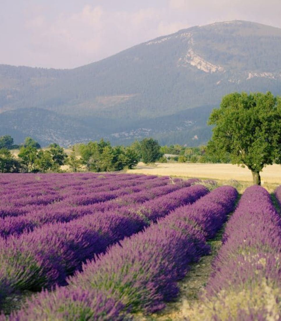 The lovely quintessential lavender fields of Provence